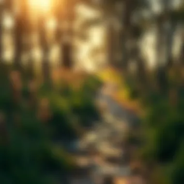 Metaphorical illustration of inner peace