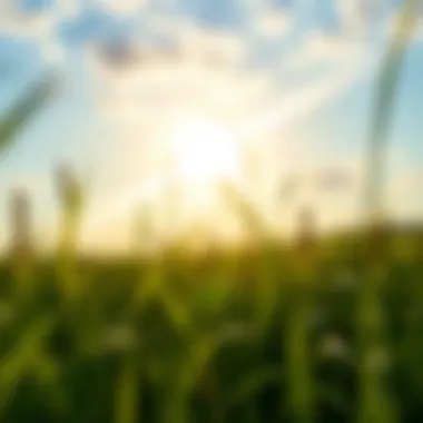 Imagery of spiritual awakening in nature