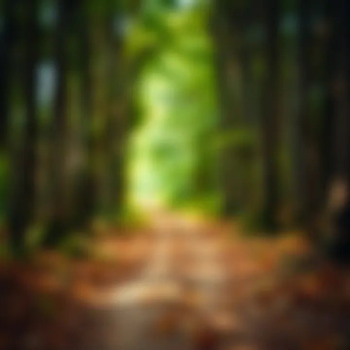 A path through a forest representing the journey of life