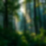 A serene forest landscape showcasing dense greenery and sunlight filtering through tree canopies