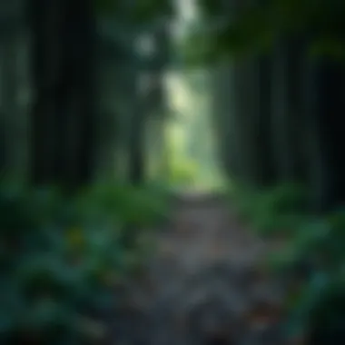 A tranquil forest path inviting exploration and connection with nature