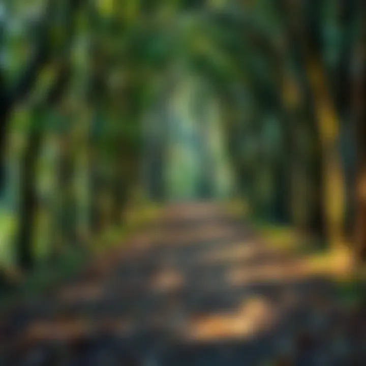 A winding path through a forest illustrating the journey of self-discovery