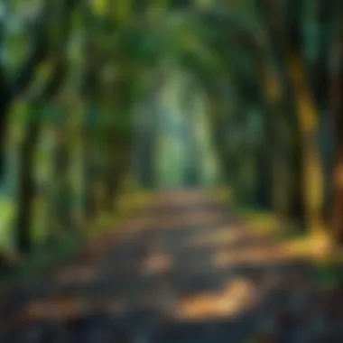 Journey Within A winding path through a forest illustrating the journey of self-discovery