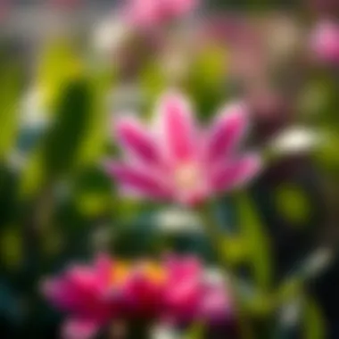 Blooming Creativity A close-up of a blooming flower symbolizing creativity