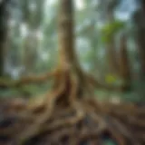 Interconnected Roots A network of tree roots intertwined beneath the forest floor