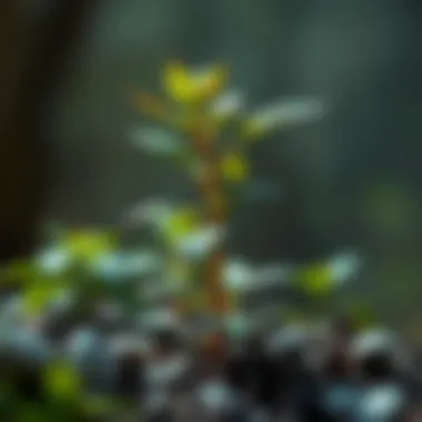 An illustration of a flourishing plant symbolizing growth through small habits