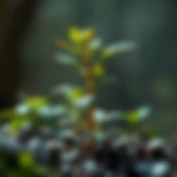 An illustration of a flourishing plant symbolizing growth through small habits