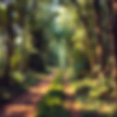 Journey of Transformation A path through a lush forest representing a journey.