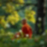 Embracing Tranquility The essence of tranquility in nature