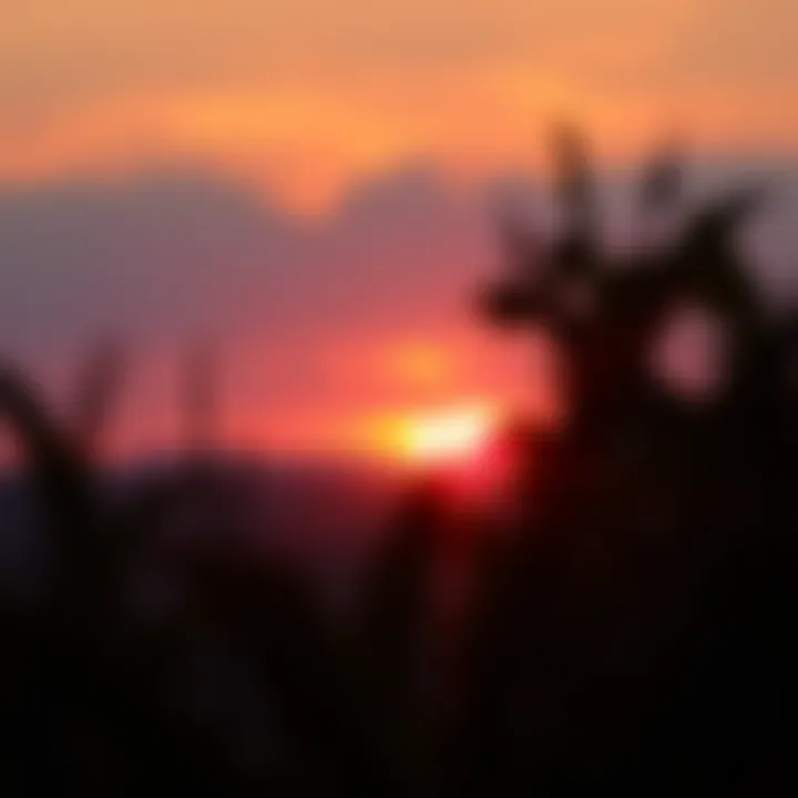 New Beginnings A sunrise representing new beginnings and resilience